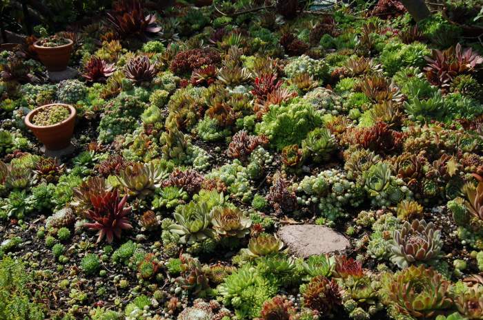 Sempervivum Dachwurz Hauswurz